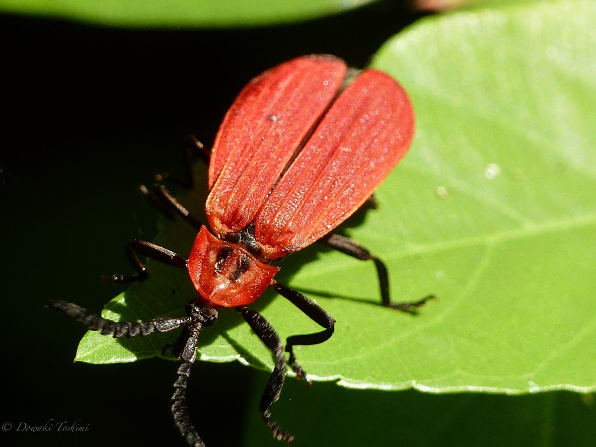 Lycid beetle
