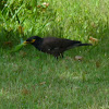 Common Indian Mynah