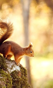 How to mod Animals Wallpapers 1.0 unlimited apk for pc