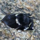 Hyblaea moth