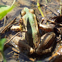 Green frog