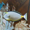 Naso Tang or Surgeonfish
