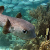 Spot fin porcupinefish