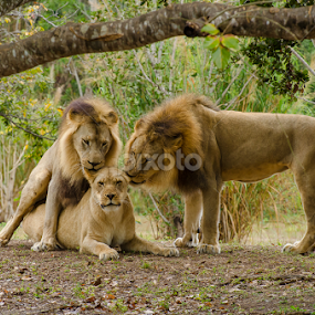 Love Triangle by Jose Gort - Animals Lions, Tigers & Big Cats