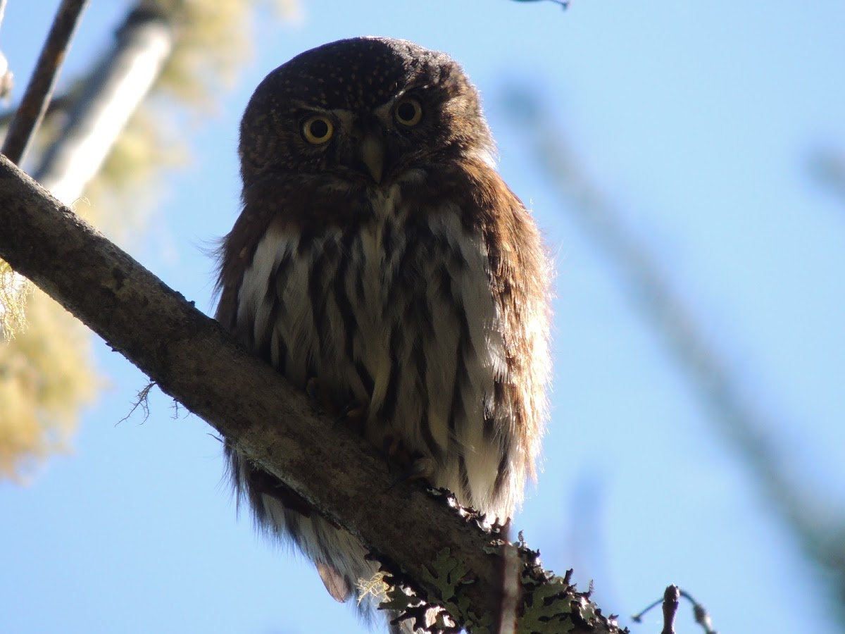 Northern Pygmy Owl