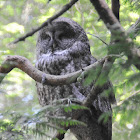 Great grey owl