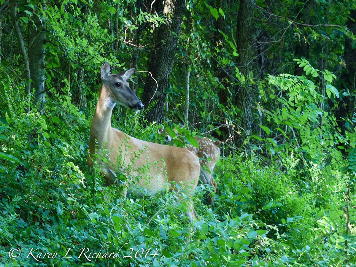 White-tailed deer (doe and fawn)