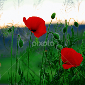 miss you... summer  by Teglas Marin - Flowers Flowers in the Wild