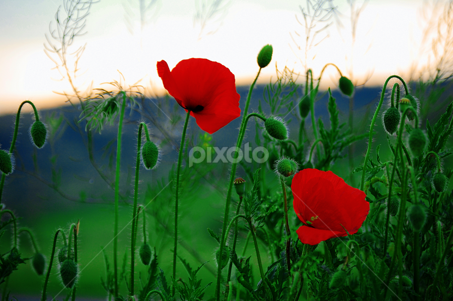 miss you... summer  by Teglas Marin - Flowers Flowers in the Wild