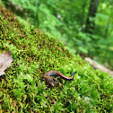 Red Back Salamander