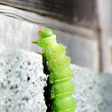 Luna Moth caterpillar