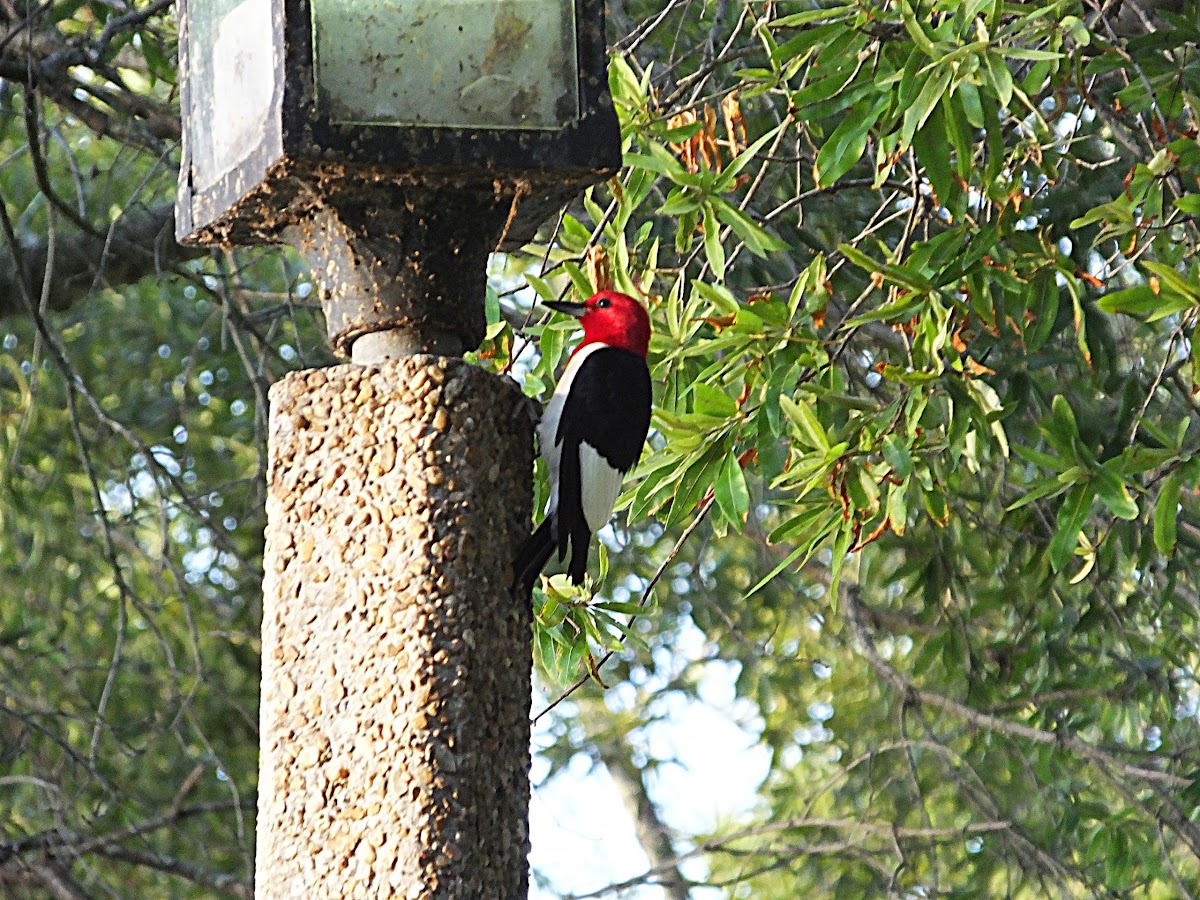 Red- headed Woodpecker
