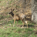 Black-tailed deer