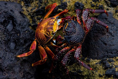 How to mod Crab Wallpaper patch 1.0 apk for pc