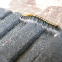 Eastern tent caterpillar