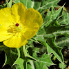 Mexican Poppy