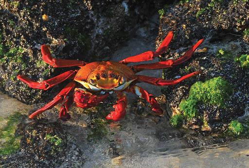 Sally_Lightfoot_crab_Galapagos - A stunning red rock crab, commonly called a Sally Lightfoot, in the Galapagos Islands. 