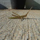 Long Headed Grasshopper