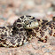 Gophersnake