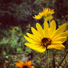 Purpledisk Sunflower; Appalachian Sunflower