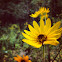 Purpledisk Sunflower; Appalachian Sunflower