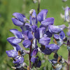 Silver Lupine
