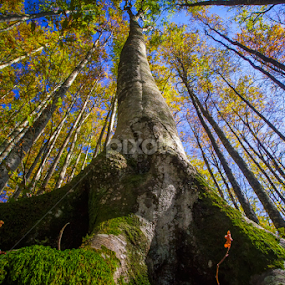 Beech in the Fall by Stanislav Horacek - Nature Up Close Trees & Bushes