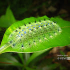Yellow Archduke Caterpillar