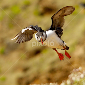 ARCTIC PUFFIN Skomer Island  by James Blyth Currie - Animals Birds