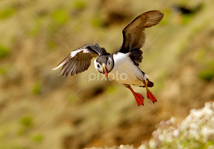 ARCTIC PUFFIN Skomer Island  by James Blyth Currie - Animals Birds
