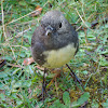 New Zealand Robin (Toutouwai)