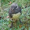 New Zealand Robin (Toutouwai)