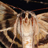 Yellow-Banded Underwing