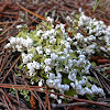 Resurrection Cladonia