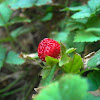 Falsa Frutilla / Mock Strawberry