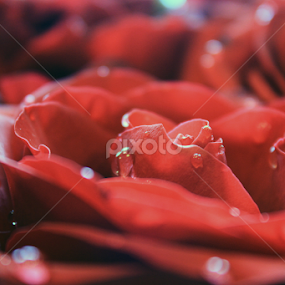 by Joanna Vandervalk - Flowers Single Flower