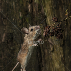 Wood Mouse by Mike Hudson - Animals Other Mammals