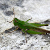 Grasshopper