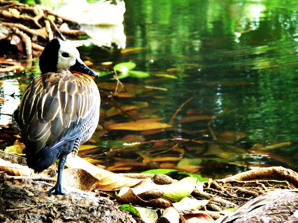 sirirí cariblanco - yaguasa careta - white faced whistling duck