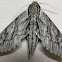 Plebeian Sphinx Moth