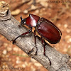 Thai Fighting Beetle