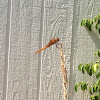 Yellow-winged Dragonfly