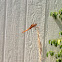 Yellow-winged Dragonfly
