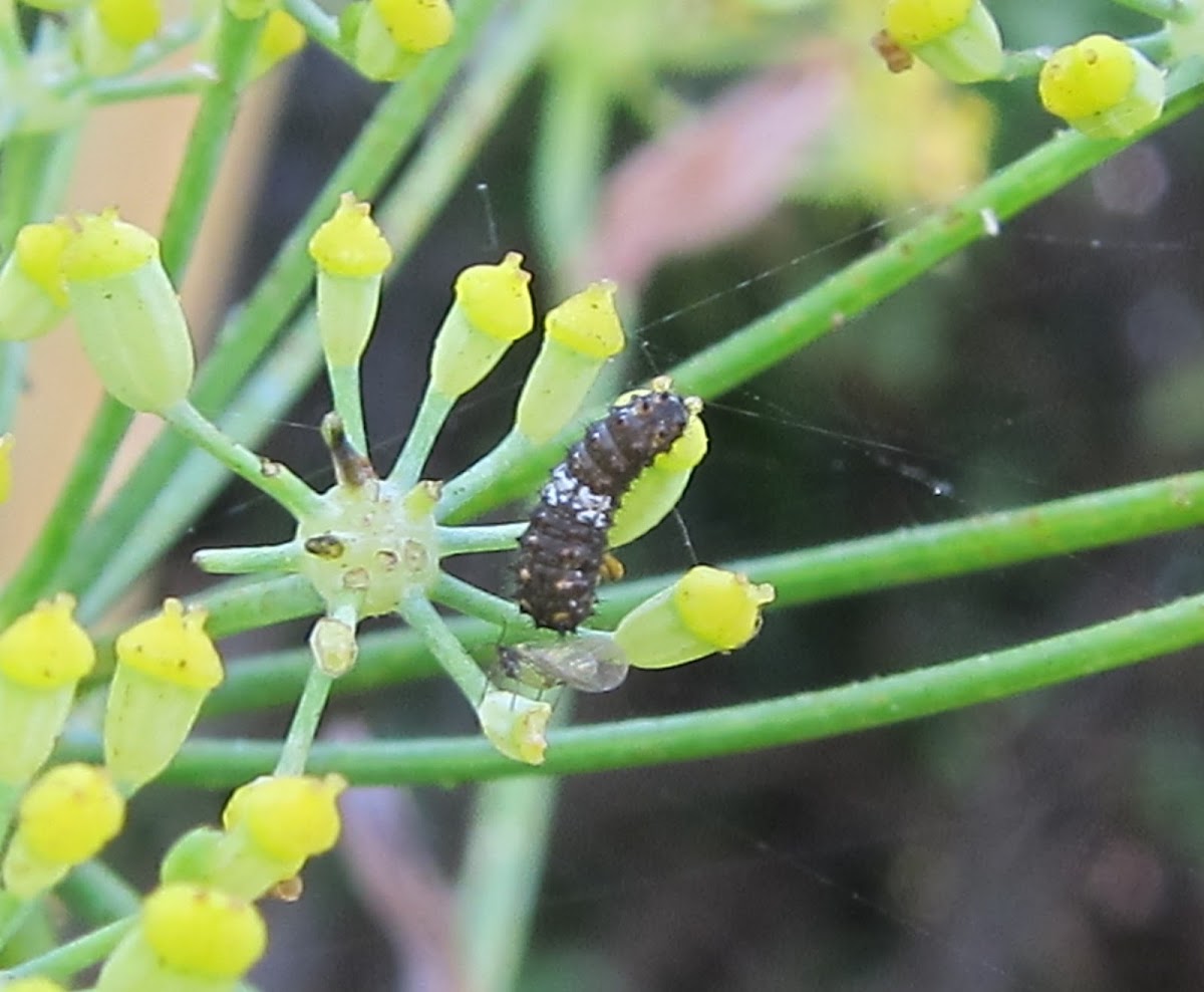 Anise Swallowtail Butterfly first instar caterpiller