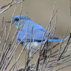 Mountain Bluebird