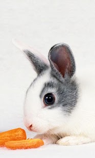Rabbit Wallpaper Free Screenshots 10