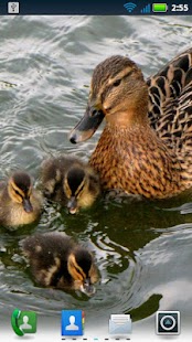 How to get Adorable Ducks Live Wallpaper 3.6.0.0 unlimited apk for bluestacks