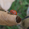 Seven-spotted Lady Beetle