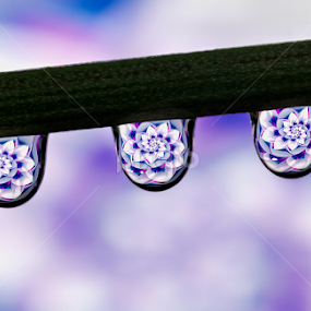 water drops by Youssef Elboukhari - Abstract Water Drops & Splashes