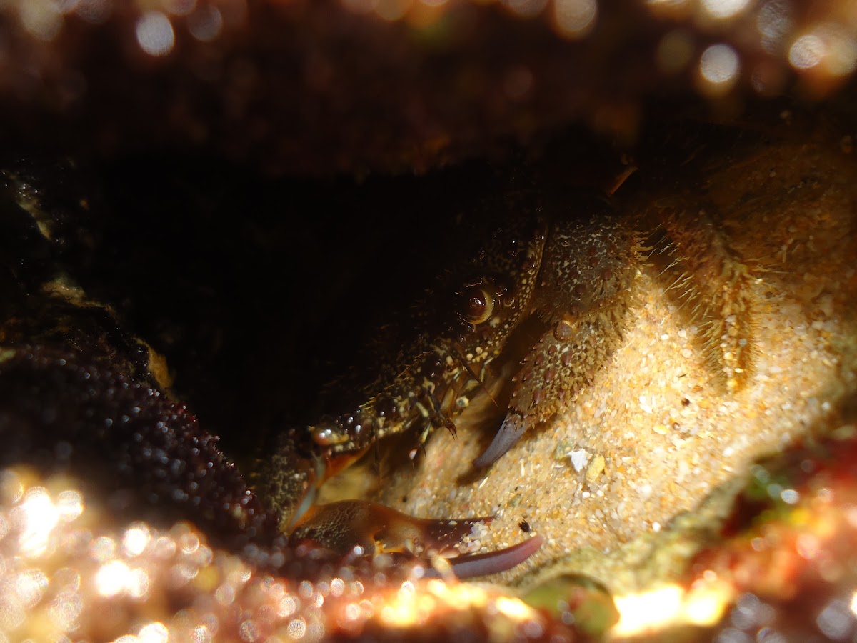 warty crab